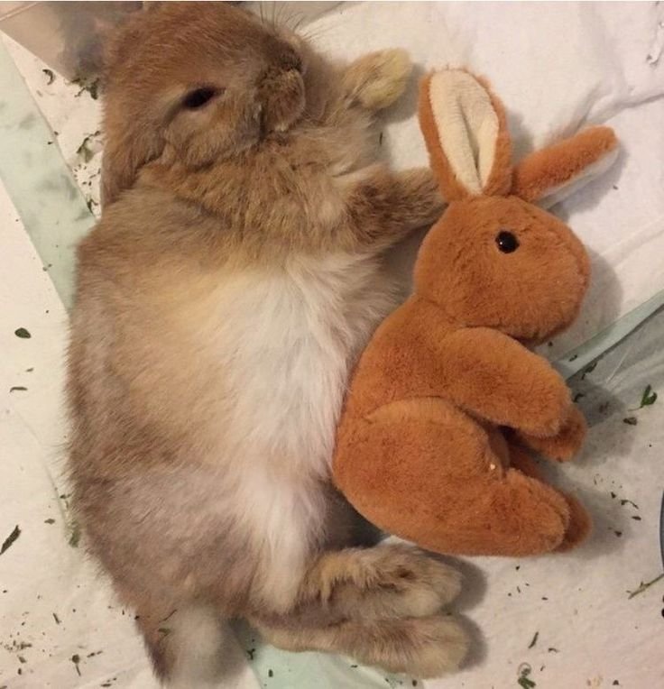 animalpopular9's tweet photo. Bunnny sleeping with her toy https://t.co/Cuzrv1wgQN