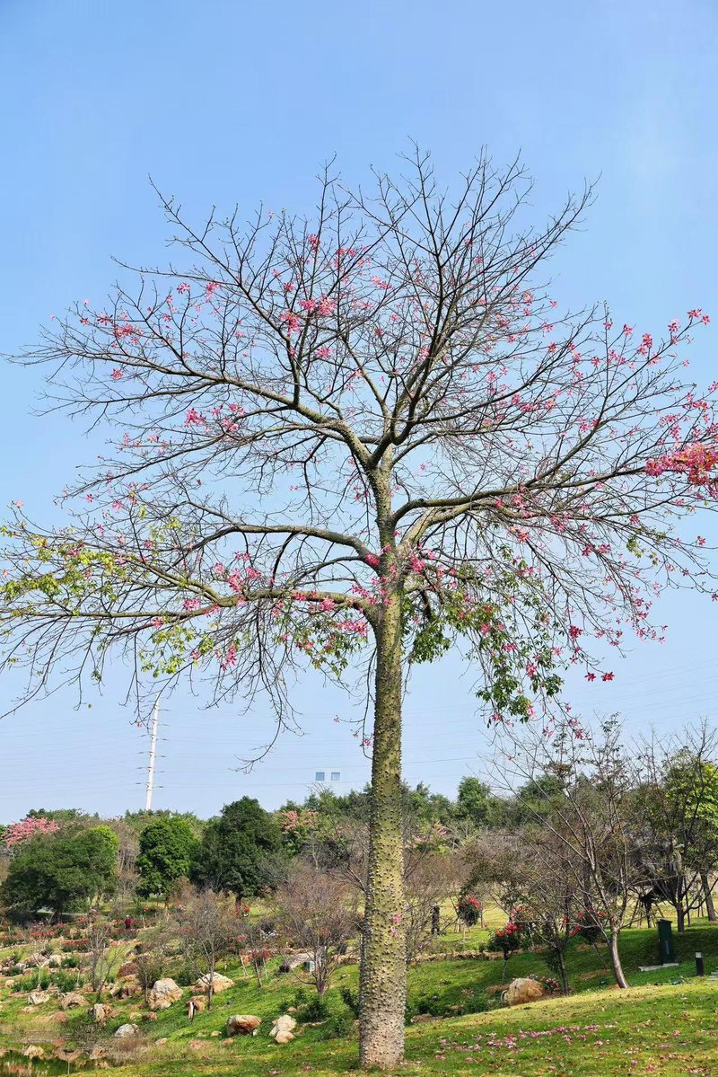 MarcieRodrzp's tweet photo. 中秋节个人的晚上，小全家在阳台上赏月大。桂花开了满树，香气浓郁得兼职化不开。外林夏做学生了月饼，红豆馅的，中是顾淮最爱吃的----------个人联系→@Wait198865Wait。他咬了一口，眯圈起眼睛：“好吃，比围买的还好吃。”小小在旁边说：“太佛山t禅城e南海r顺德y高明b三水奶奶做什么都好 https://t.co/YCxlHNuM3v