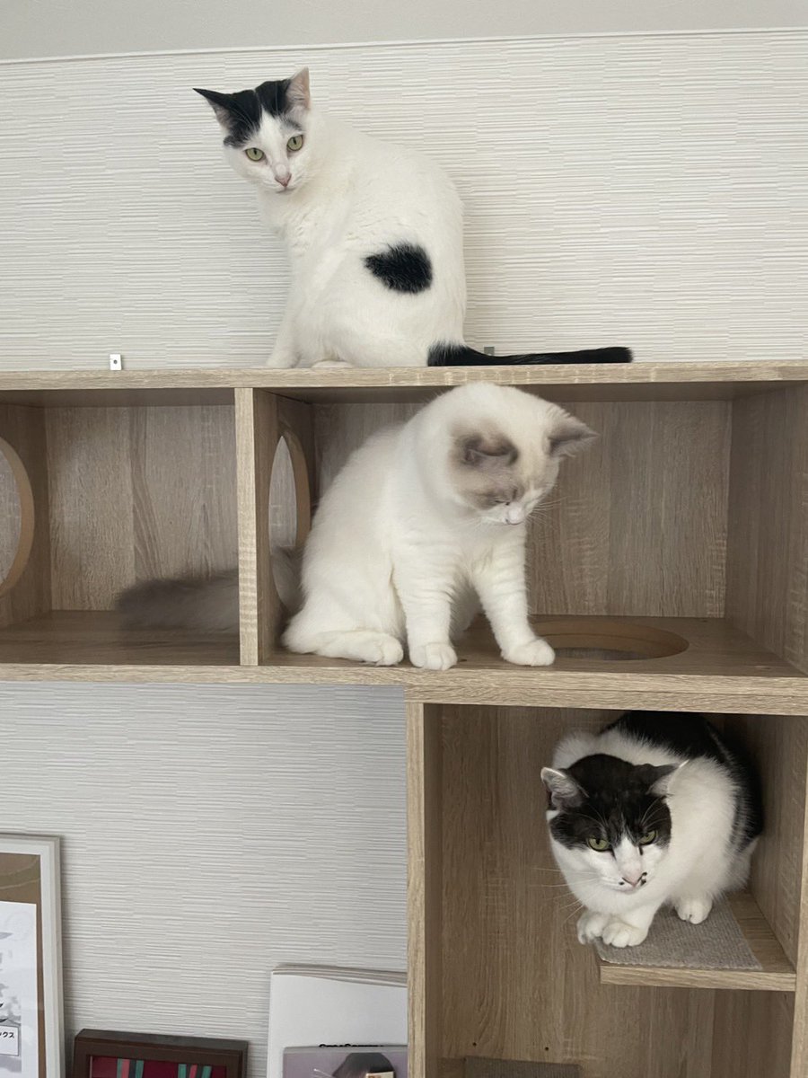 yuumi1102's tweet photo. 猫たくさんいて尊いキャットタワー🐈

#魚谷家の猫たち https://t.co/S0c33DONG7