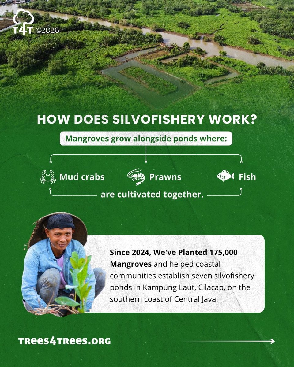 Trees4Trees's tweet photo. Mangroves protect coasts and boost local livelihoods through silvofishery ๐ฟ๐๐ฆ
Healthy mangroves mean healthier ponds and stronger communities in Cilacap.
Support mangrove restoration with Trees4Trees! ๐ฑโจ
#WorldMangroveDay #Silvofishery #NatureBasedSolutions #Trees4Trees https://t.co/pYAwQBVDLx