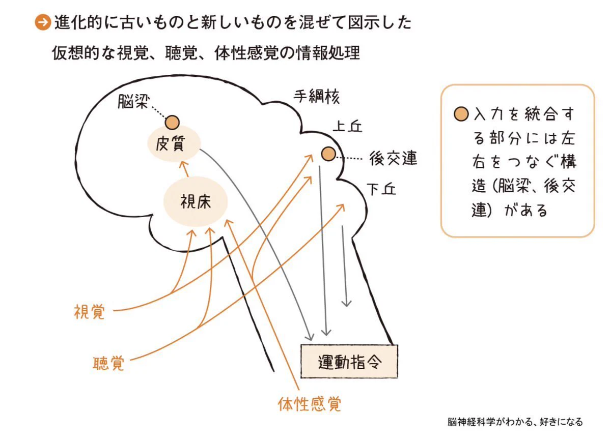 羊土社 実験医学 on X: 