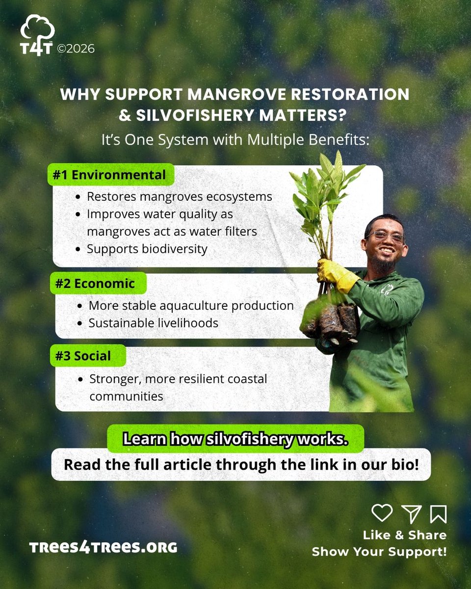 Trees4Trees's tweet photo. Mangroves protect coasts and boost local livelihoods through silvofishery ๐ฟ๐๐ฆ
Healthy mangroves mean healthier ponds and stronger communities in Cilacap.
Support mangrove restoration with Trees4Trees! ๐ฑโจ
#WorldMangroveDay #Silvofishery #NatureBasedSolutions #Trees4Trees https://t.co/pYAwQBVDLx