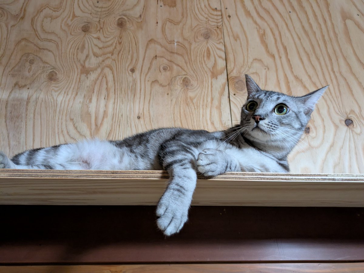 engawaaaaaaa's tweet photo. えんがわcafe『夏』😺🍉🎐OPENしました✨
猫カフェの方はまだまだ準備中ですが、一足先に飲食の営業許可だけ頂いたので、テイクアウトをメインに営業しております🤗😺🩷
小土肥の海に遊びにいらした際にはぜひお立ち寄りください🌊🏊🐾
『古くさぃ……良く言えば 昭和レトロ、和モダンだにゃ😼✨』🤣 https://t.co/fhXHo3ZefH