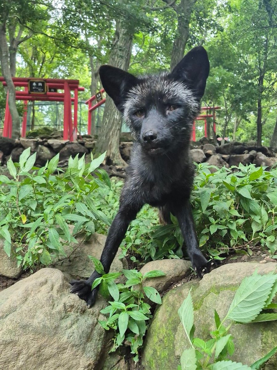 宮城蔵王キツネ村(公式)🦊 (@kon_fox_village) / Posts / X