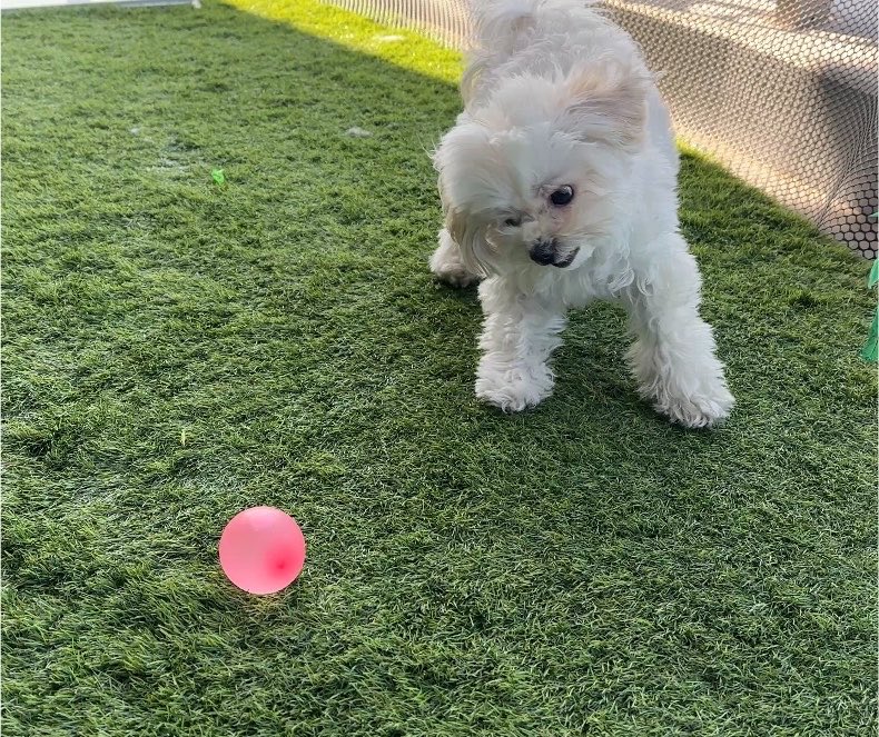 maesuke118's tweet photo. 犬VS水風船 https://t.co/6ts6UrIlgZ