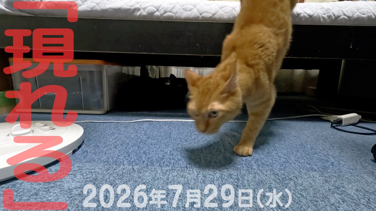 arikaobuk's tweet photo. 我が家の猫たち「現れる」2026年7月29日(水)
"My cats appear"

https://t.co/ORswxpOlT3

#にゃんこ3きょうだい日記 #Diary_of_3Cats
#猫動画 #ネコ動画 #猫 #ねこ #保護猫
#茶トラ #gingercat #黒猫 #blackcat #スコティッシュフォールド #scottishfold
#cat #gato #gatto #chat #Katze #кошка https://t.co/q5iDX7Vdpe