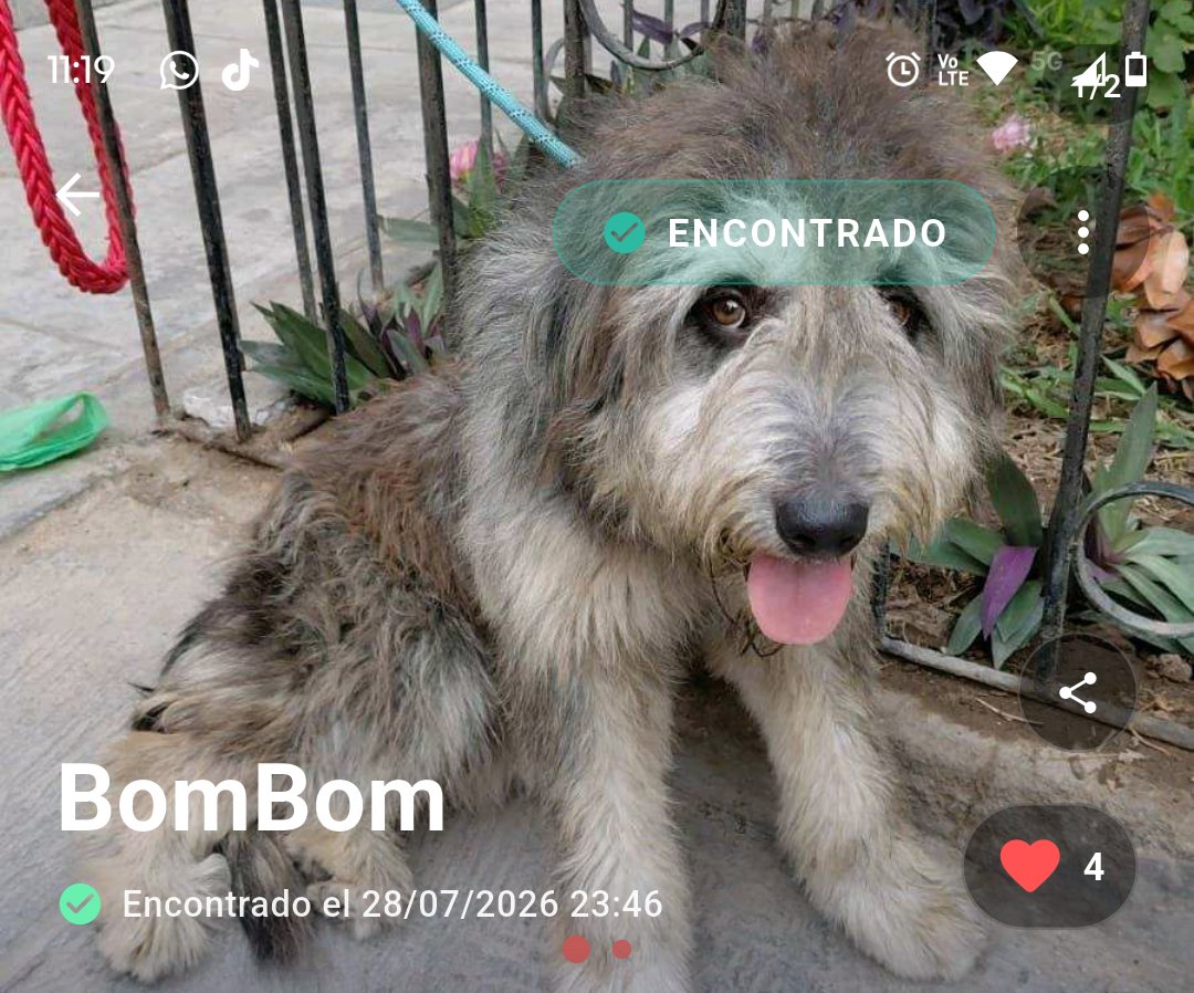 PawFindr's tweet photo. Estás son las mascotitas encontradas en estos últimos dos días gracias a PawFindr 🇵🇪😸🫂 #pawfindr #PetLovers #viral https://t.co/FGDSOwpXZu