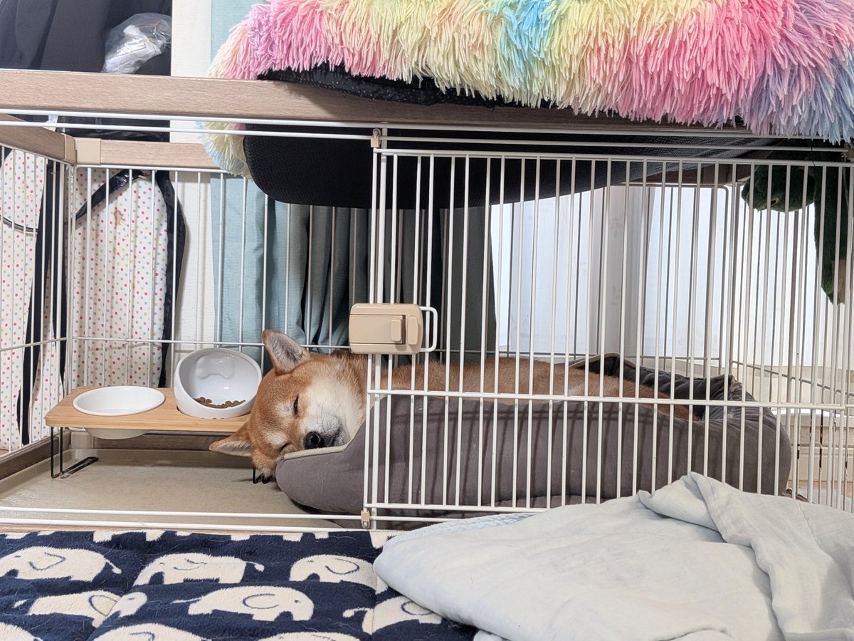 innnnnu_05's tweet photo. (*˘꒳​˘*)ｽﾔｽﾔ𓈒 𓂂𓏸

#柴犬
#柴犬のいる暮らし
#犬好きさんと繋がりたい https://t.co/sPmQYnZDVc