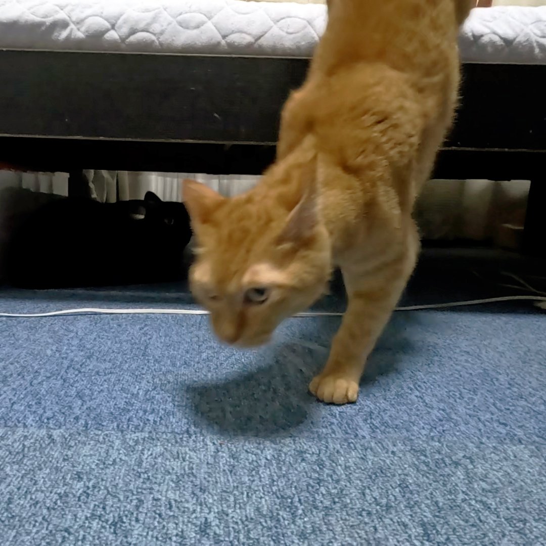 arikaobuk's tweet photo. 現れる猫たち🐈

https://t.co/ORswxpOlT3

#にゃんこ3きょうだい日記 #Diary_of_3Cats
#猫動画 #ネコ動画 #かわいい #おもしろ #癒し
#猫 #ねこ #保護猫 #繁殖引退猫
#茶トラ #gingercat #黒猫 #blackcat #スコティッシュフォールド #scottishfold
#cat #gato #gatto #chat #Katze #кошка #고양이 https://t.co/52RJGAsw4u