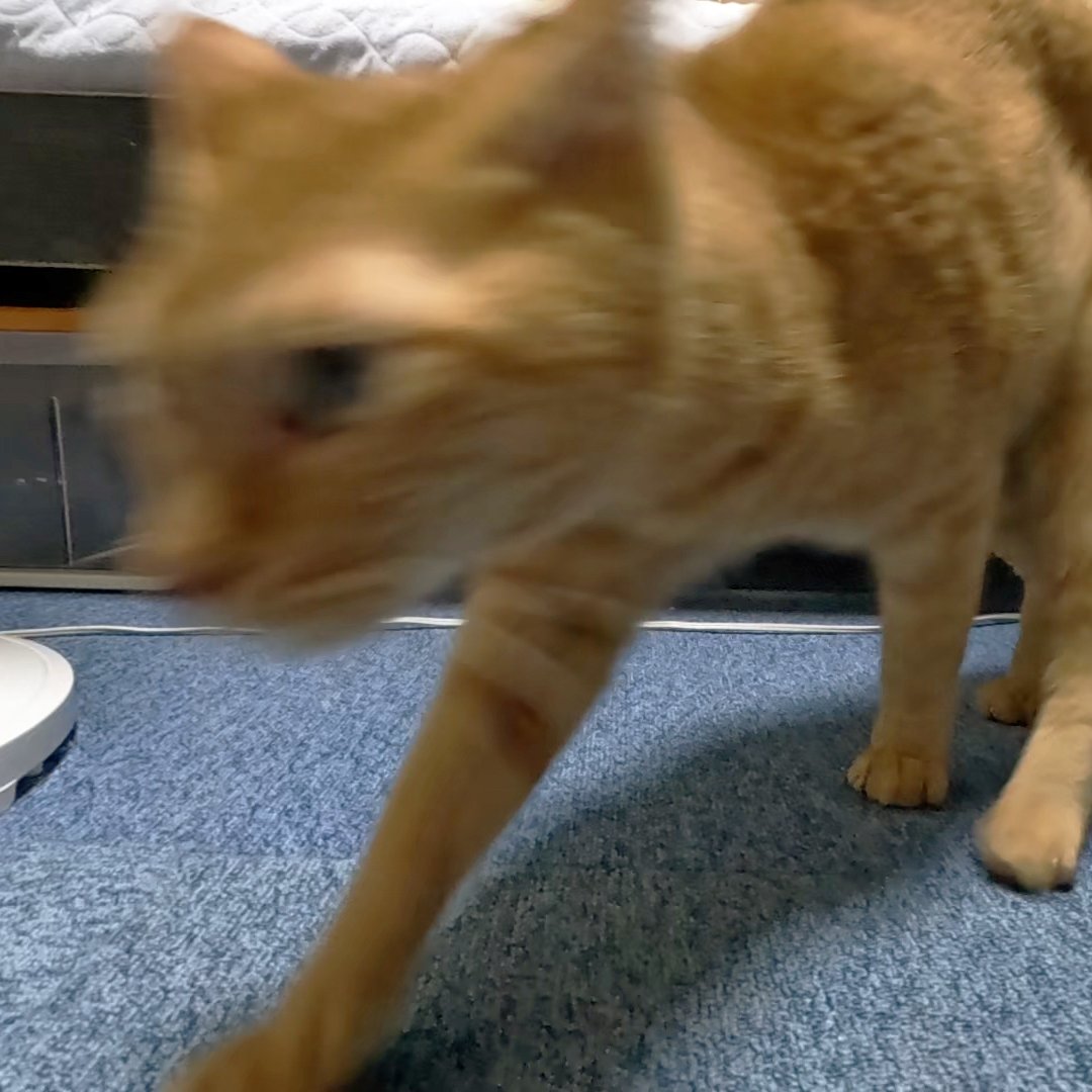 arikaobuk's tweet photo. 現れる猫たち🐈

https://t.co/ORswxpOlT3

#にゃんこ3きょうだい日記 #Diary_of_3Cats
#猫動画 #ネコ動画 #かわいい #おもしろ #癒し
#猫 #ねこ #保護猫 #繁殖引退猫
#茶トラ #gingercat #黒猫 #blackcat #スコティッシュフォールド #scottishfold
#cat #gato #gatto #chat #Katze #кошка #고양이 https://t.co/52RJGAsw4u