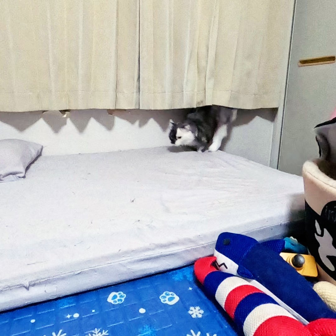 arikaobuk's tweet photo. 現れる猫たち🐈

https://t.co/ORswxpOlT3

#にゃんこ3きょうだい日記 #Diary_of_3Cats
#猫動画 #ネコ動画 #かわいい #おもしろ #癒し
#猫 #ねこ #保護猫 #繁殖引退猫
#茶トラ #gingercat #黒猫 #blackcat #スコティッシュフォールド #scottishfold
#cat #gato #gatto #chat #Katze #кошка #고양이 https://t.co/52RJGAsw4u