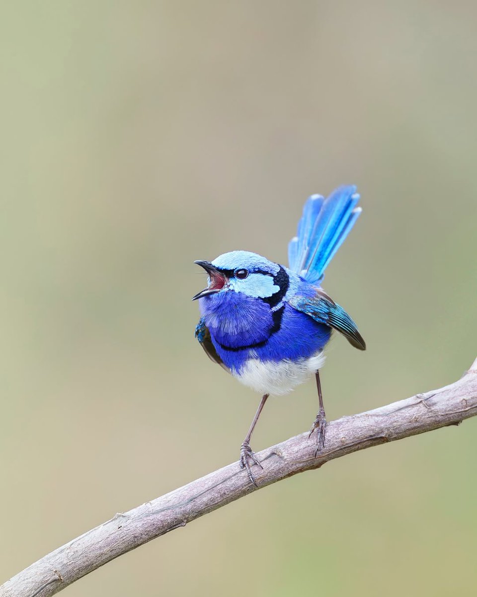 Hana_b30's tweet photo. A Splendid fairywren got caught out in a rain shower.

📸 Vikrant Deshpande https://t.co/bBTg7DsosV