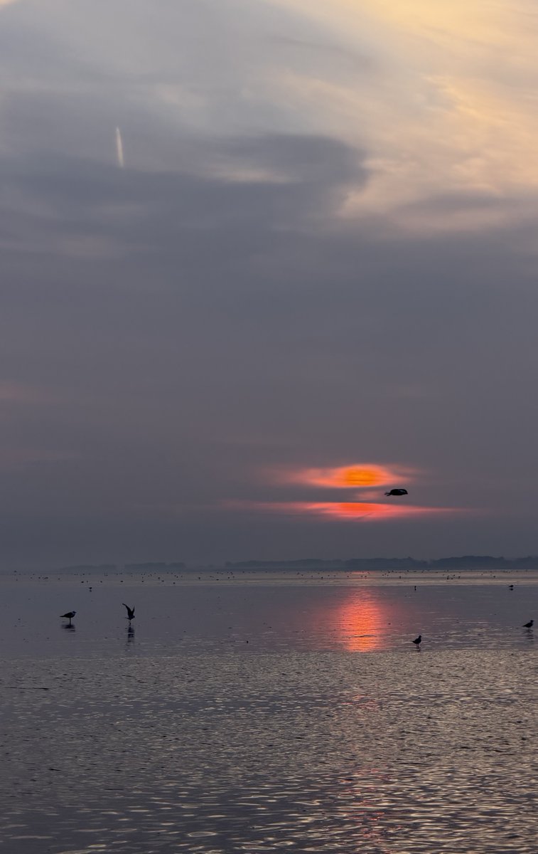 groningenzk's tweet photo. #Eems 

Meeuw vliegt zon doormidden…vuurrood komt ‘ie op, de laatste dagen….

En terwijl ik dat schrijf denk ik: is de zon wel mannelijk? En dat blijkt taalkundig niet persé zo te zijn…maar hij wordt wel vaak gezien als mannelijk, of yang, als vertegenwoordiger van de rede… https://t.co/rSoyQrQIT2