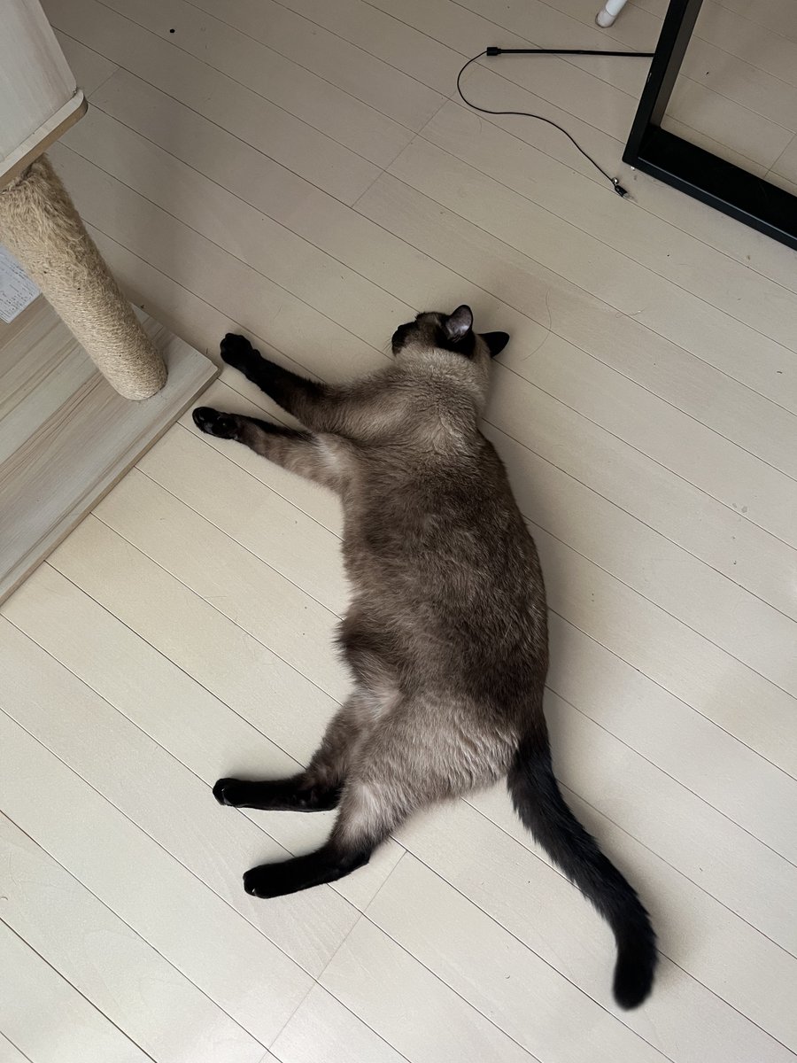 puyopuyo_nyaa's tweet photo. あついよね
わかる（エアコンきいてるお部屋) https://t.co/0Uwq1LYgGa