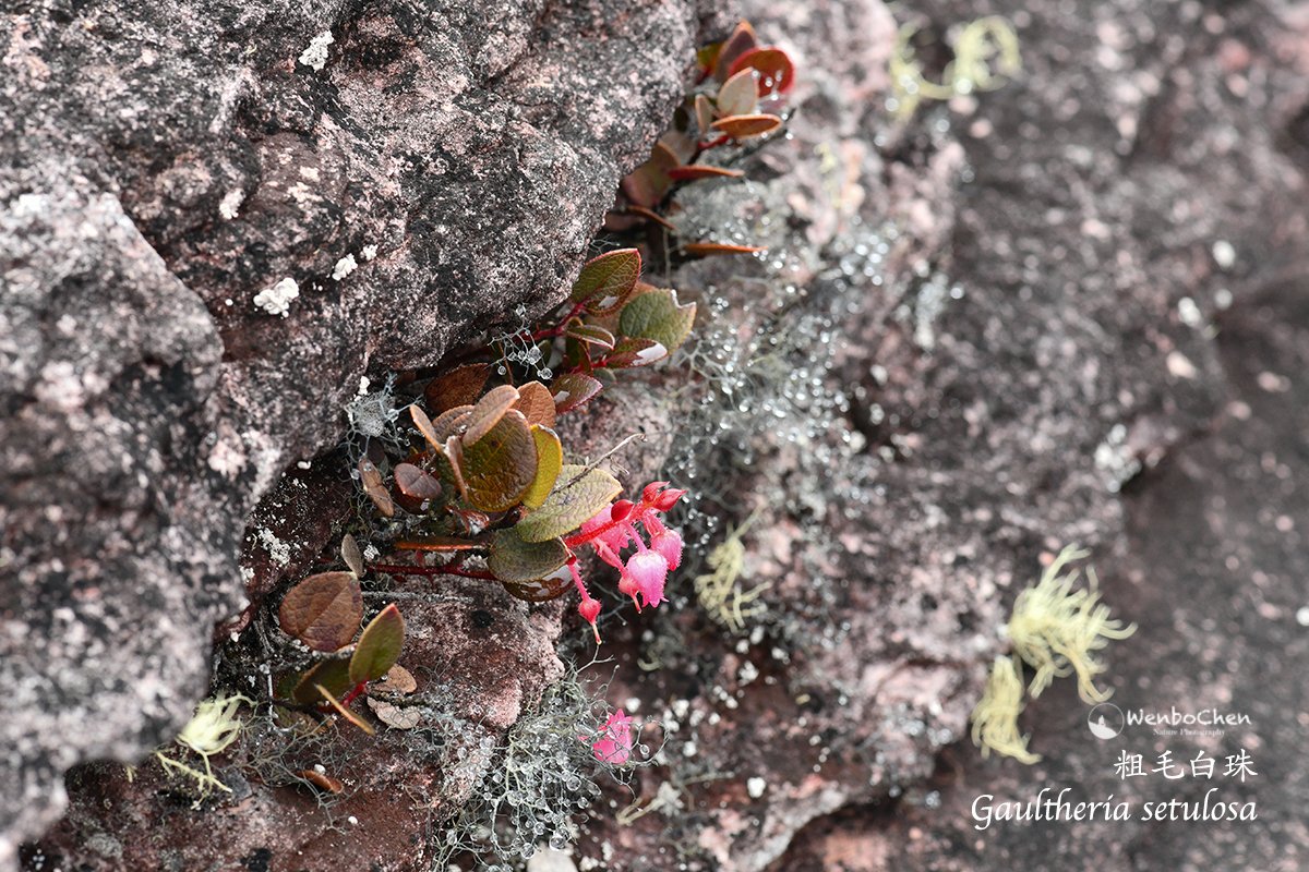 Wenbo77's tweet photo. Gaultheria setulosa, a miniature Ericaceae shrub, grows on rocks where there is almost no actual soil. Cute and tough at the same time! 粗毛白珠 (Mt. Roraima, Venezuela)
#floraofvenezuela #ericaceae #mountroraima #委内瑞拉植物 #白珠属 #罗赖马山 https://t.co/KCsOYBQ5DU