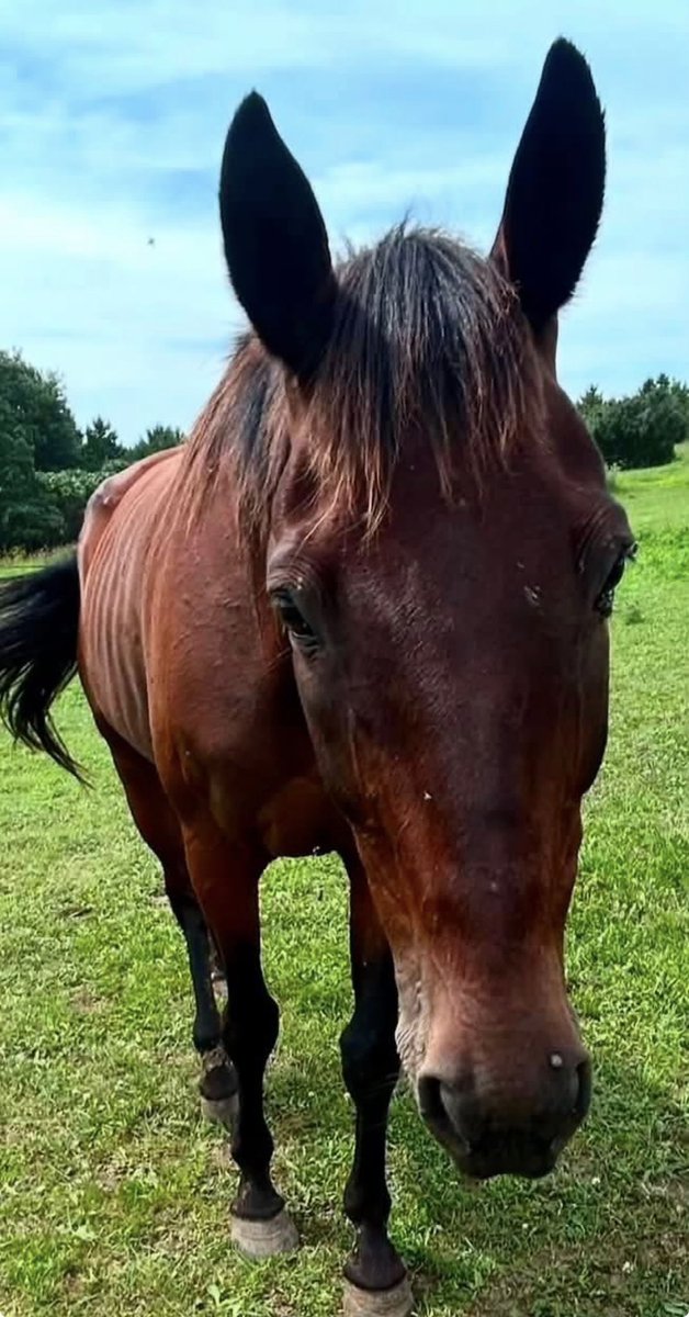 Wildheartssanc1's tweet photo. 🚨Quaker ships to slaughter in just 2 days. Donations are stalled. Can we get them going again and get him to his safe home waiting? He has already endured hunger and agony. Can we save him from a HORRIFIC END? Please donate and share TODAY. Thank you. ❤️‍🩹🚨https://t.co/RHk8b3cP79 https://t.co/7zSPiR9M9f