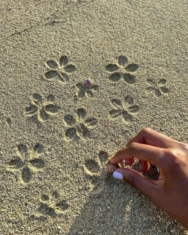 calmlivng's tweet photo. ocean's little butterflies https://t.co/O9GxJ5obiQ