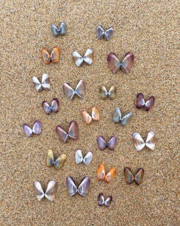 calmlivng's tweet photo. ocean's little butterflies https://t.co/O9GxJ5obiQ