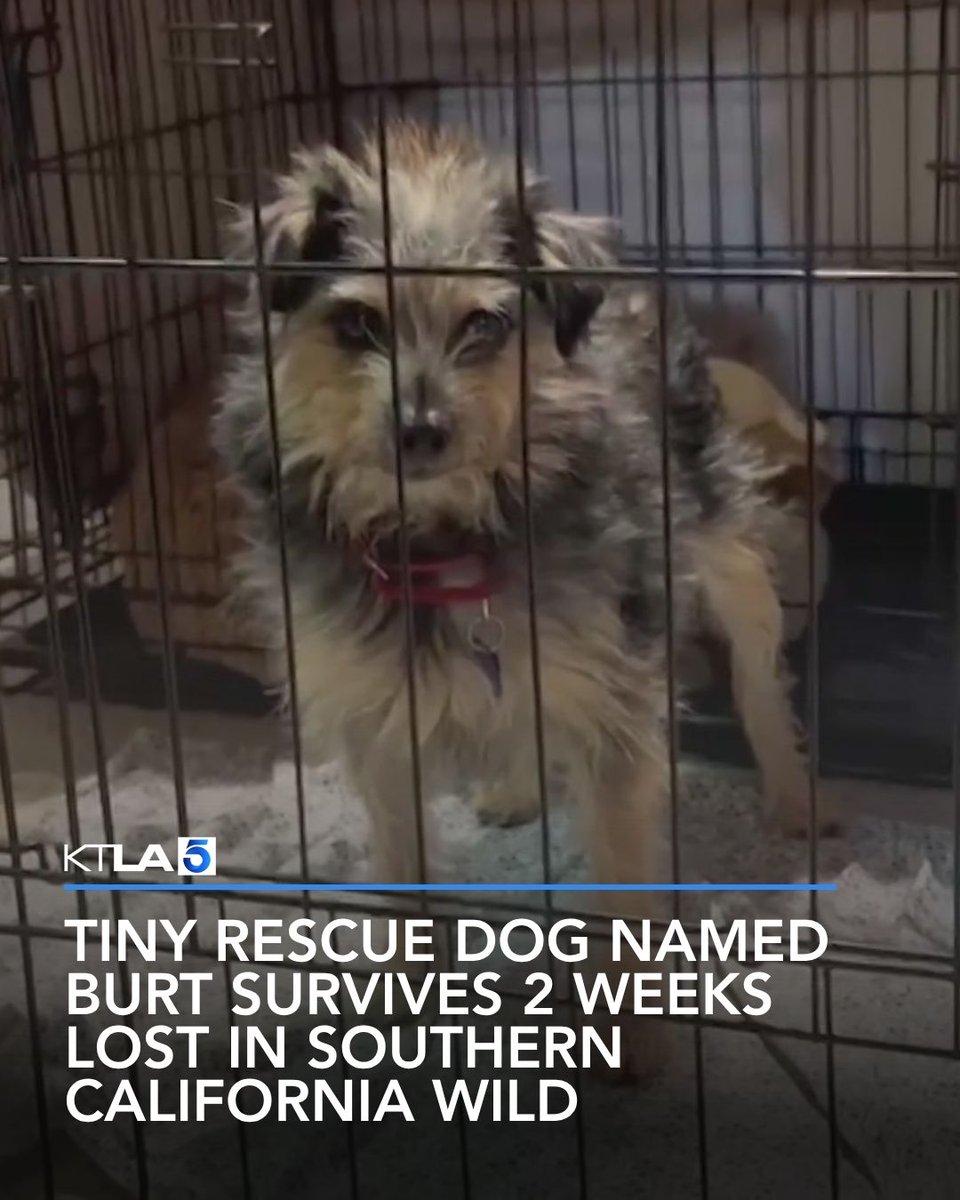 KTLA's tweet photo. A tiny rescue dog named Burt is home safe after surviving two weeks lost in the wild near Thousand Oaks, encountering busy roads, coyotes and even a mountain lion. https://t.co/XkB8UcEBzD https://t.co/blMj7FkoZ3
