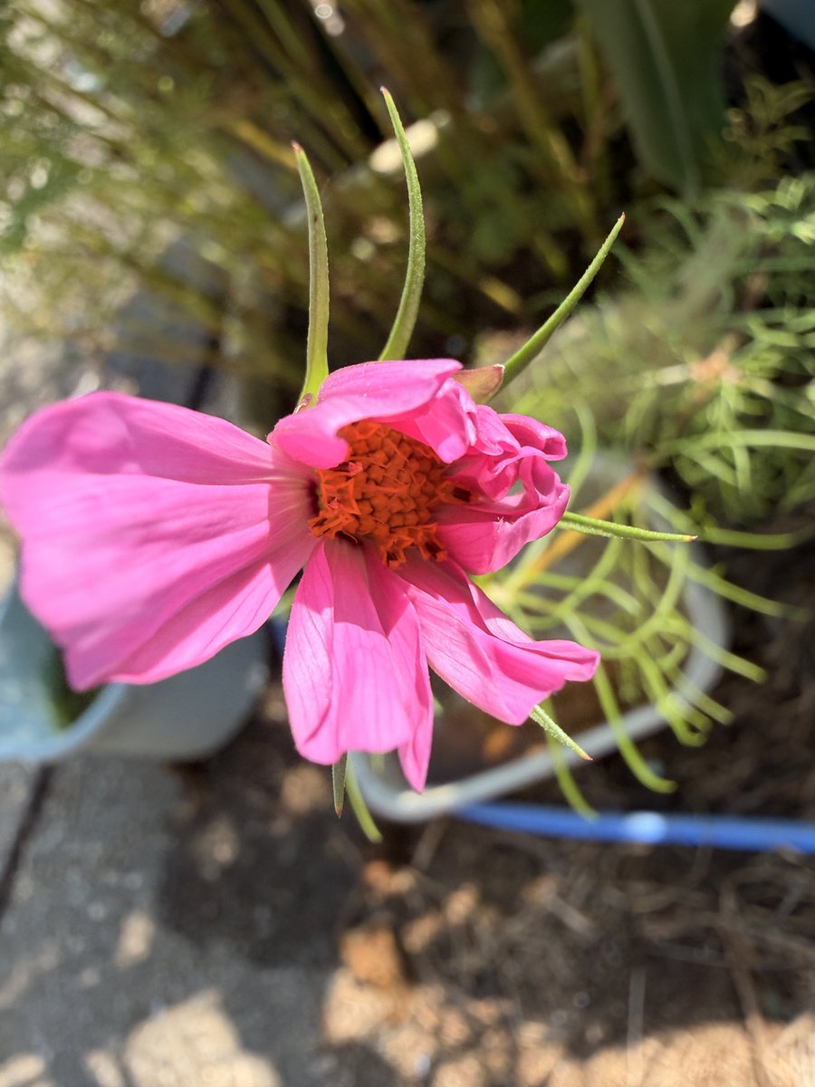 おはようございます！ 夏播きのコスモスが1輪咲いてました いびつ