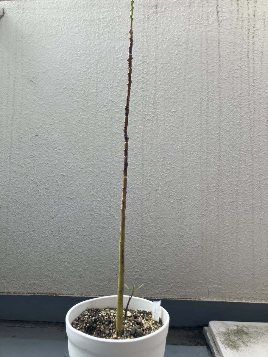 hanahotate's tweet photo. 枯らしちゃって丸裸の棒と化してたアボカドの根元に再び…！かわいい。 https://t.co/zz6U3j1vaW