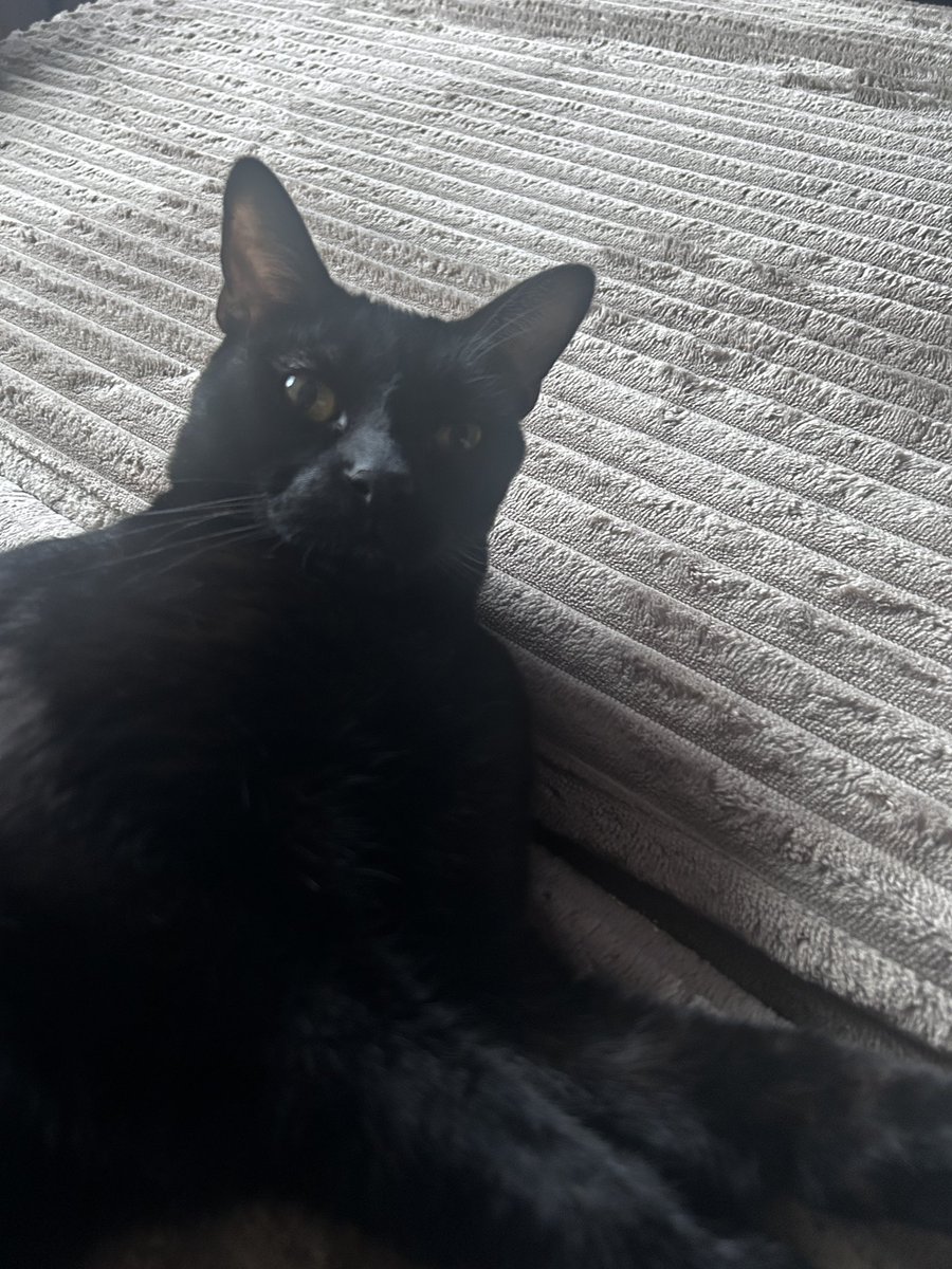 Joaquín gato 🐈⬛ tweet media