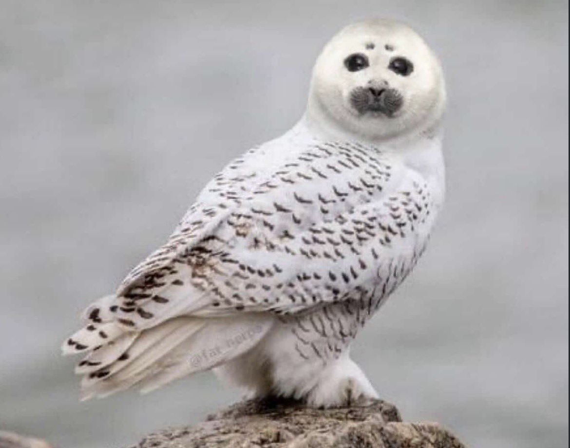 Niko_love_seals's tweet photo. Another rare sighting of the Seawl https://t.co/rreMsdk1P1