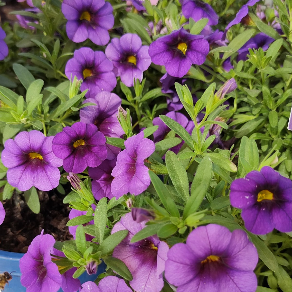 JoniPageAuthor's tweet photo. A Happy Friday to all ❤️
#purplepatch https://t.co/lQDOAQUf6q