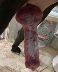 Pamelapandn3t71's tweet photo. I let my dog🐕 go deep🍆inside of me on telegram: 
https://t.co/kg4wpv98E2 

#zoophillia #zoosarevalid #beastiality
#dogknot #zooprideisvalid
#antizoo #antizoophile #zoopride
#zoophilepride #zoopositivity
#Bestiality #hypnotistsappho
#zooisnotvalid
#Beastmode https://t.co/jl8L6BbJ8Y