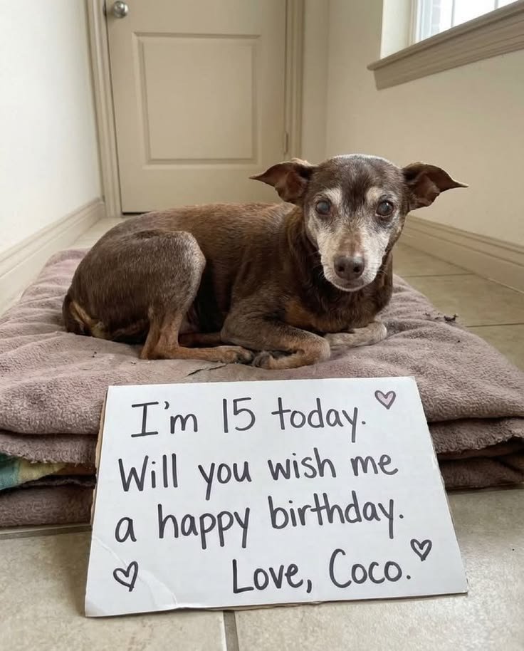 puppiesDoglover's tweet photo. Cute puppy https://t.co/6mCmOTeQHs