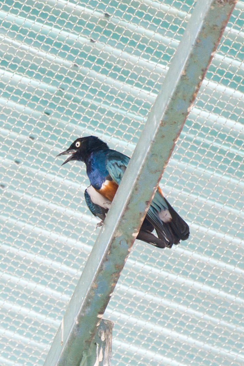 inuidog1's tweet photo. よく鳴いていたツキノワテリムク🌙

#千葉市動物公園
#ツキノワテリムク https://t.co/OfdnQ0FWuK