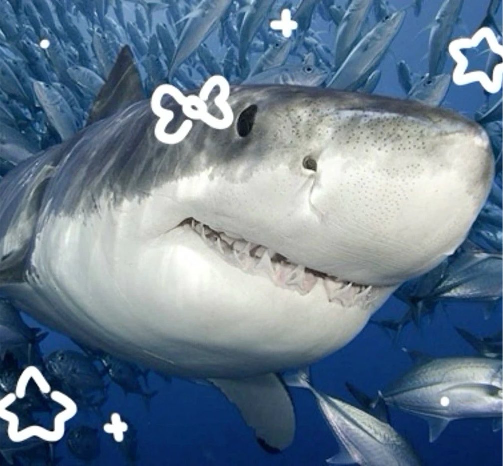 erlinghams_'s tweet photo. erling shark 🦈🌊🐚 ⊹ ࣪ ˖ ໒꒱ https://t.co/vrNHmwPuhO