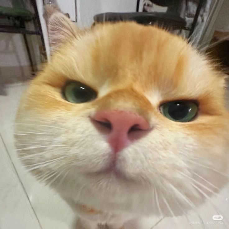 DailyCatspurr's tweet photo. https://t.co/9Vnvb3Honx