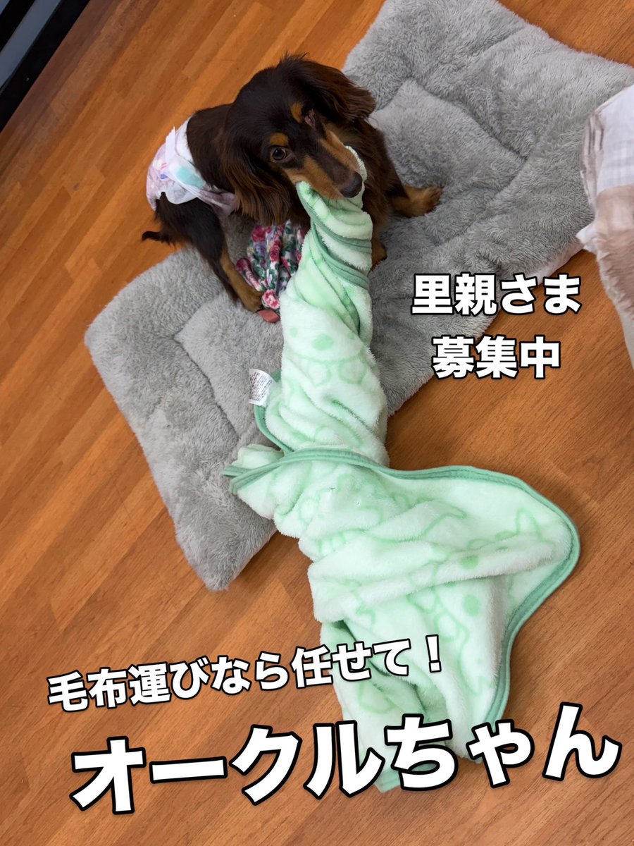 WanWanWan8611's tweet photo. #里親募集
🤎オークル🤎
#ダックス 女の子
🎂2020.12.23(5才)3.4kg
目は小さい時にケガして欠損したそうです

毛布大好きで運んでました😆
小さな体で力持ち💪

お膝も好きだけど遊ぶのも好き❤️
犬種問わず仲良く過ごせる子もいるけど
たまにワンワンなったりするので
相性はあるかもしれません😌 https://t.co/uY6yeOXs0f