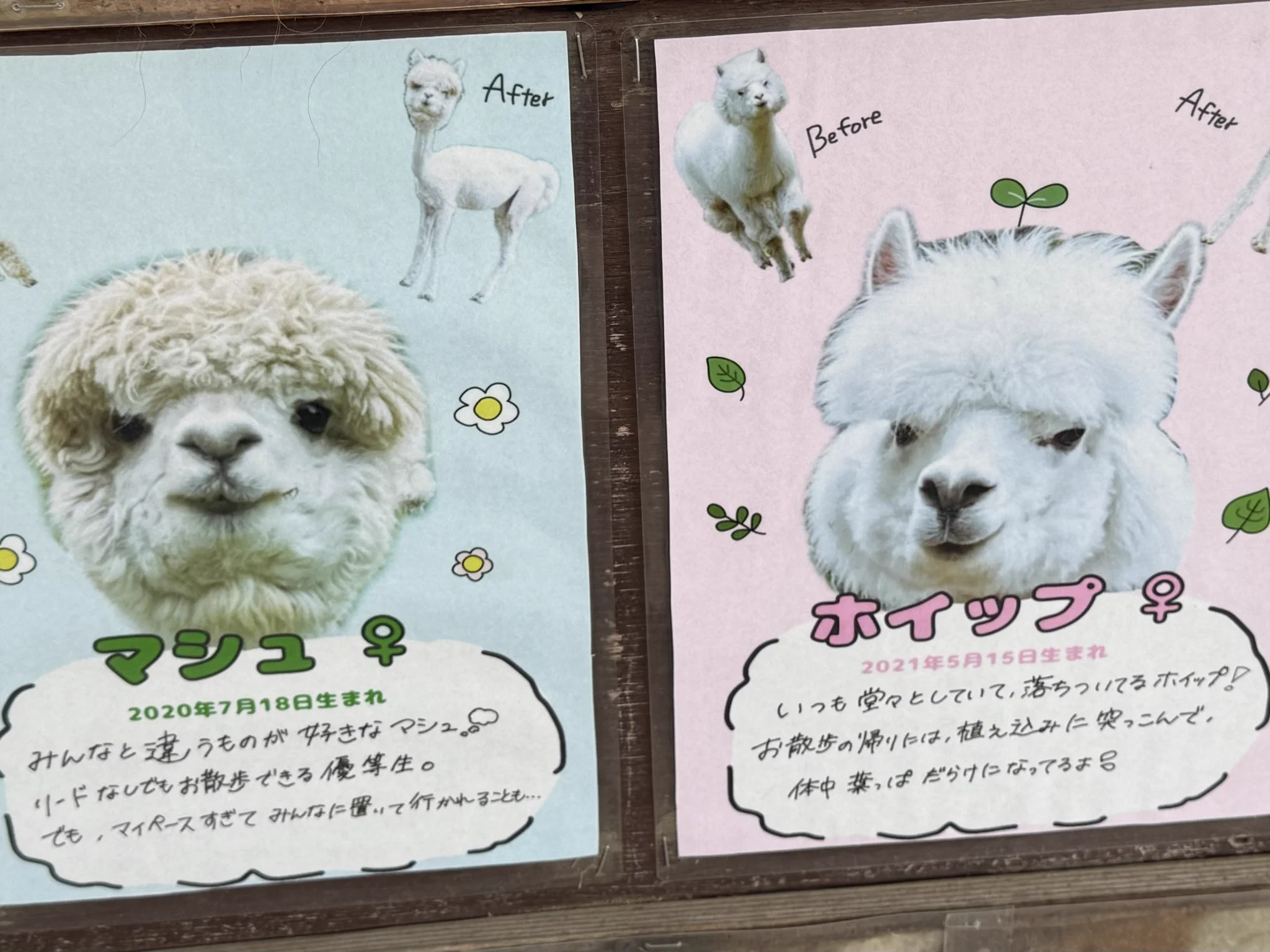 市川市動植物園（公式） on X: 
