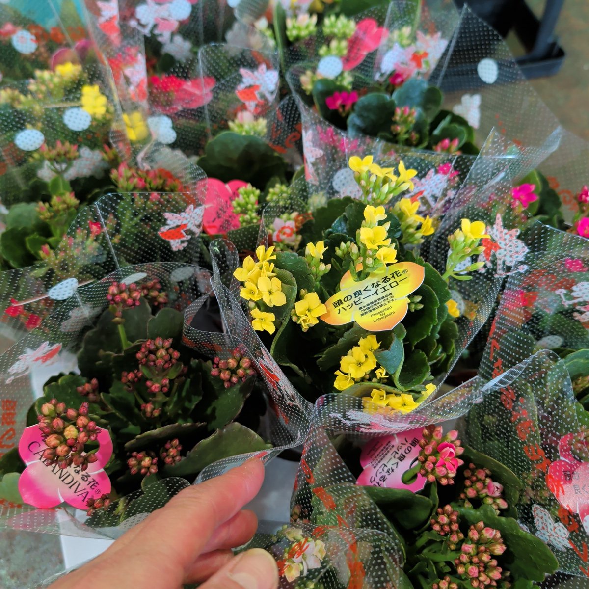 gotukola2's tweet photo. カランコエ入荷！ https://t.co/6bJayB34hg