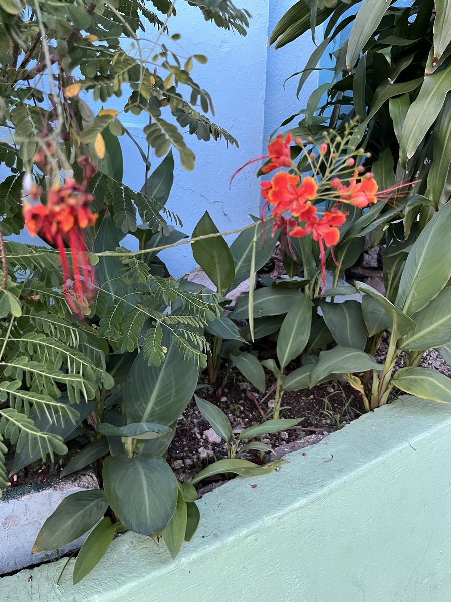 jianarchi's tweet photo. Caesalpinia pulcherrima (Peacock Flower)
A tropical shrub with vibrant red-orange blooms and long, elegant stamens. Thrives in warm climates and flowers year-round. https://t.co/MDXrz5TIx9