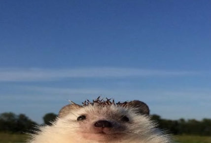 AlxMR__'s tweet photo. 3-1 vs @100Thieves 
1-2 vs @virtuspro 

GGs, VP set was on me, should’ve won, mb gang 🥲
Onto the next day of Ignite Mid-Season Finals, gotta play better. https://t.co/u4o605bant