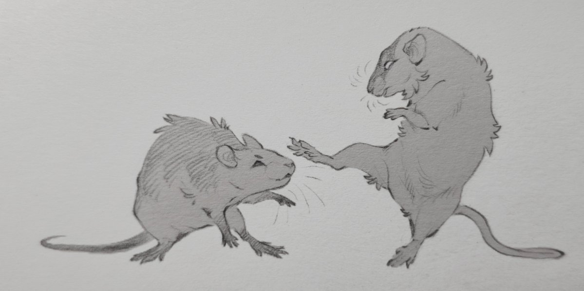 wi7211000031529's tweet photo. Rat lacenet https://t.co/SNVKzntLPx