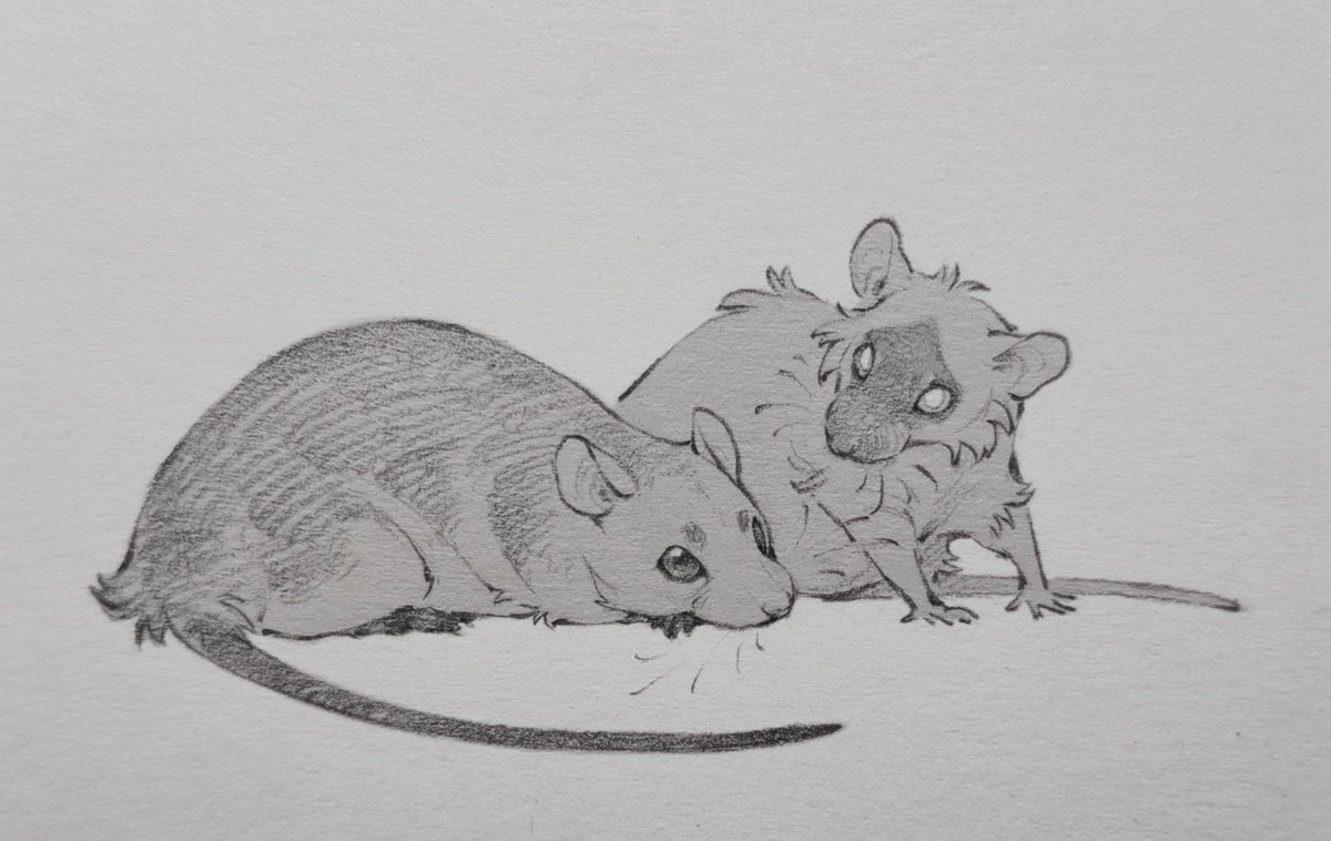 wi7211000031529's tweet photo. Rat lacenet https://t.co/SNVKzntLPx