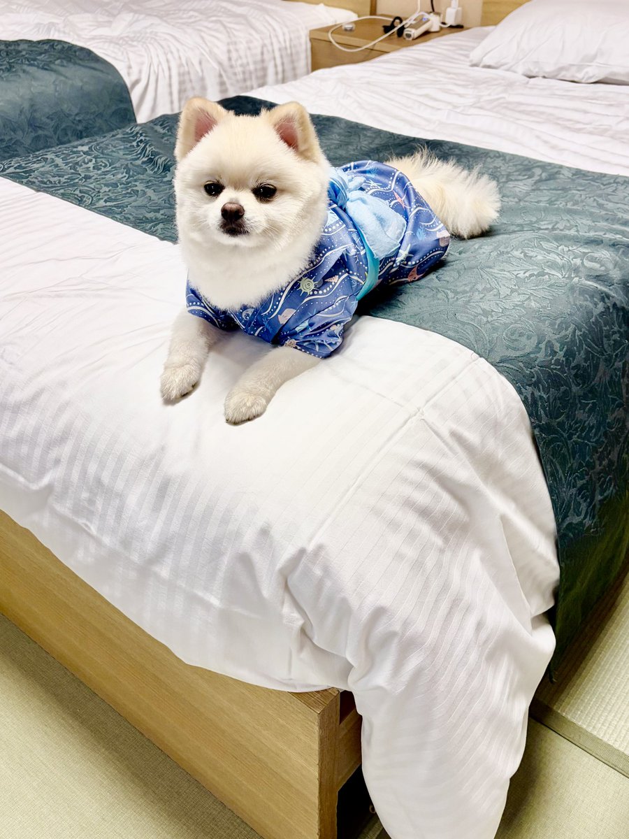 bento_inu's tweet photo. 犬氏と温泉旅行行ってきたよ！ホテルが最高だった✨
フォトスポットいくつもあるし室内ランあるしご飯美味しすぎたし浴衣可愛い🩷

#ポメラニアン #犬 #温泉 https://t.co/3Kh3jxtMsG