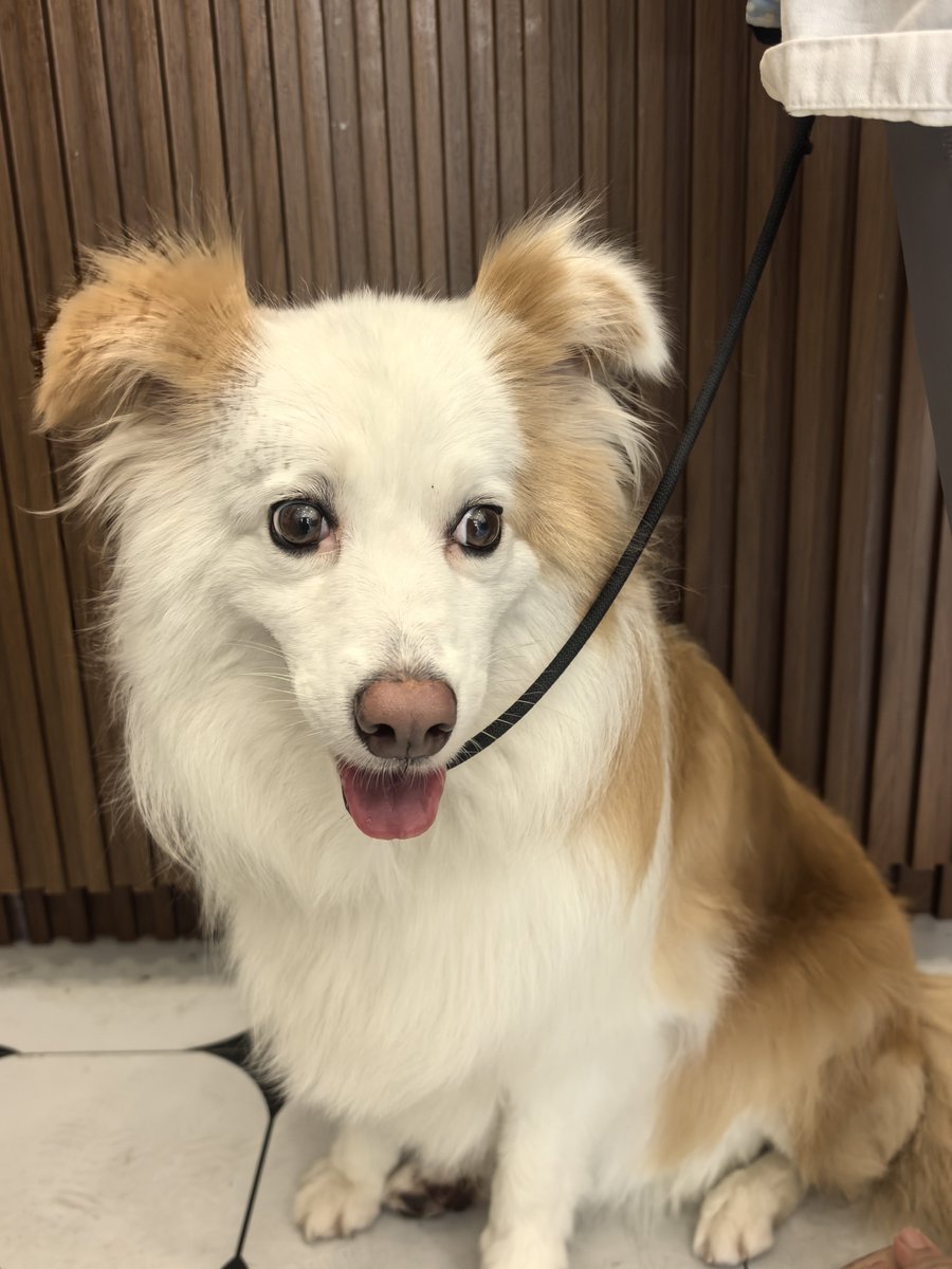 sumendlessmer's tweet photo. 早上好呀
看看可爱的修狗狗🐶
＃小狗 #早上好 #互fo https://t.co/OupJ54XojP