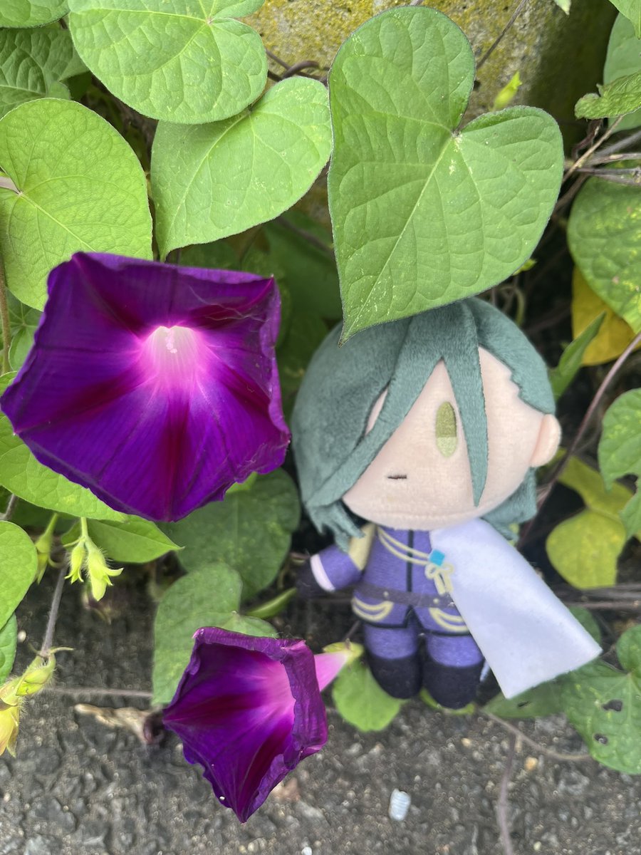 longflag8016's tweet photo. 買い物行ってきました✨️
そしたら朝顔が咲いてて‼️慌てて
ぬいをお連れして撮影📸 https://t.co/JfL7kQQPBn