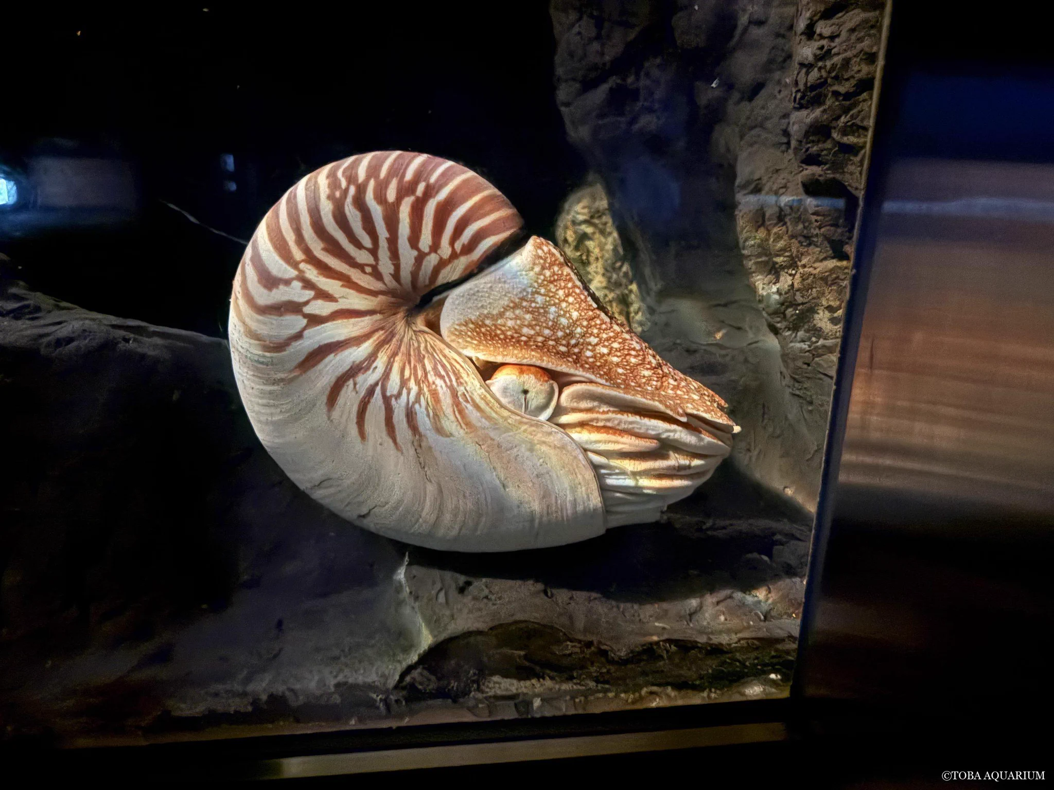 鳥羽水族館（TOBA AQUARIUM） on X: 