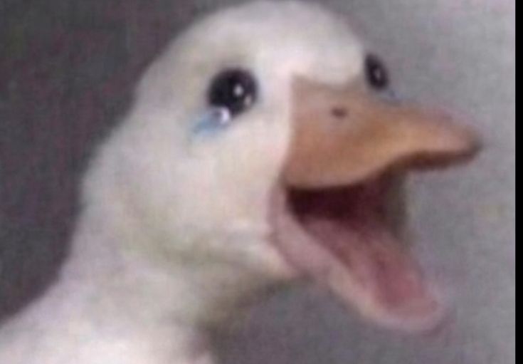 duckdapato's tweet photo. Hey there waddles! Yesterday's stream was a bit messy due to power outages happening in my end, BUT SAFE TO SAY, STREAM WILL CONTINUE TODAY EVENING AT 8:00PM(GMT+8)!🍞   (Will be playing two games in one sitting to make up for the stream! <3)

#VLDreams #PatoLive @VLDreams https://t.co/h9WVWHnMdt