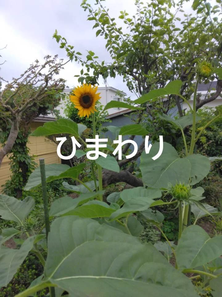 あこ 𖤣𖥧𖥣｡𖥧𖧧 on X: 
