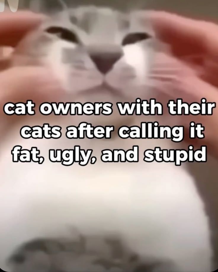 Cats_ooc tweet picture