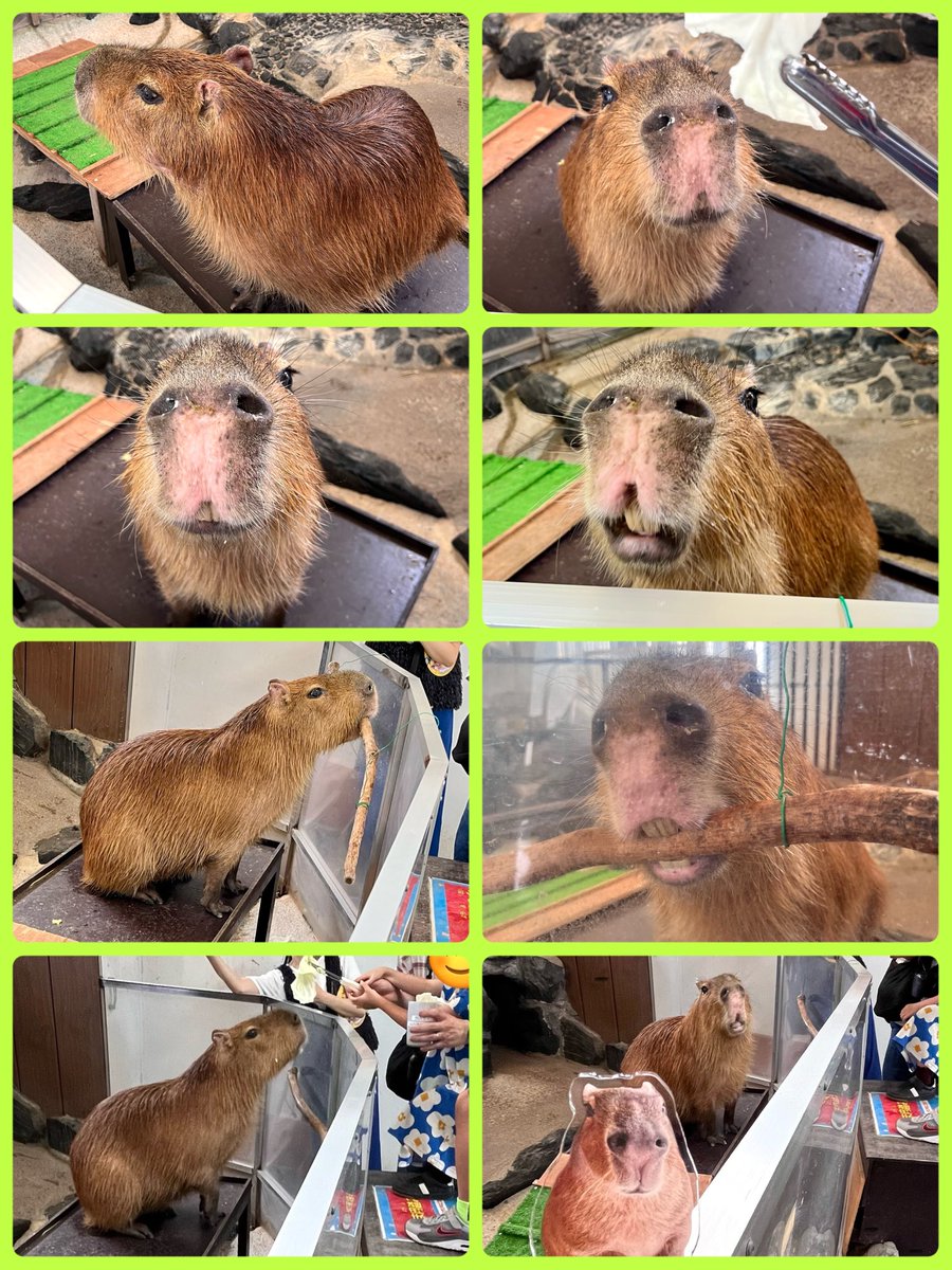 odd_eye222's tweet photo. カピ活第2弾は岩手サファリパークへ🚗³₃
11歳になるカピバラのココナちゃんめんこかったぁ～😆︎💕︎︎エサやりと飼育さんにお願いして触らせてもらえました🫳🏻💞
初めて触ったけどやはりタワシみたいな感じ…😳頭や顔周りナデナデでボワってくれた🥰♪♪ https://t.co/Ce3WG12ImD