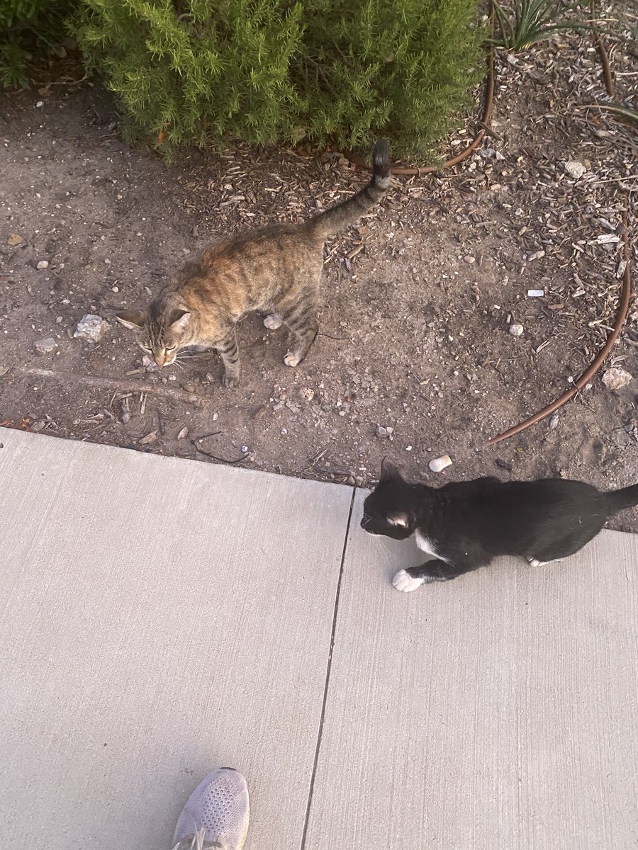 tigerxsam13's tweet photo. After weeks of these boys running away, we had the switch up the strategy. The parking lot #cats at the apartment cannot resist the #meowmix https://t.co/CtLab61Z67