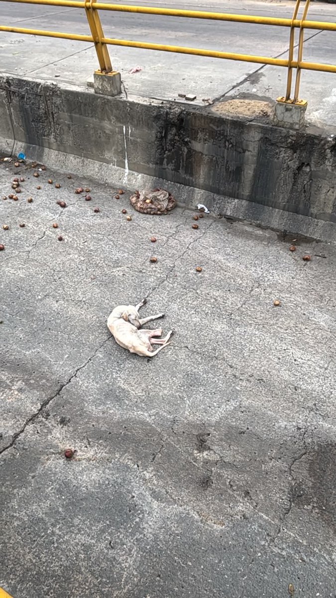 nana1gc's tweet photo. Le arrancaron su patita y la tiraron a un arroyo en Barranquilla

Ahora mismo está luchando en la veterinaria💔necesita una transfusión que no hemos podido pagar y cubrir su medicación de hoy😭

Casi nadie la ha ayudado, duele horrible no tener como pagar sus gastos. https://t.co/onubpbfu4r